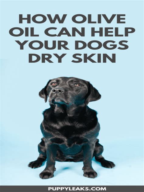 Can Olive Oil Help Your Dogs Dry Skin Puppy Leaks Beaconpet