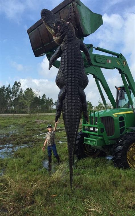 Hunters Snap A Photo Of Gigantic 15 Foot Alligator Who Was Eating Cows