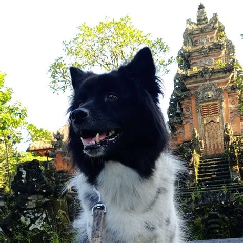Fakta Menarik Tentang Anjing Kintamani Asli Bali Info Liburan