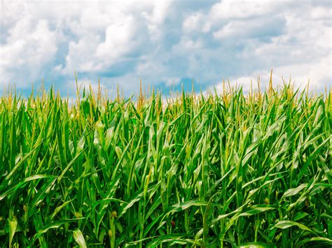 wallpaper corn, field, summer, farm HD : Widescreen : High Definition ...