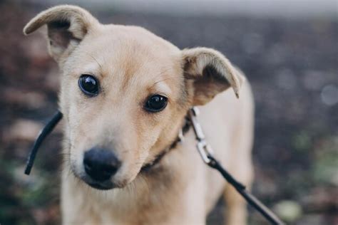 Retrato De Lindo Cachorro Dorado Con Tristes Ojos Negros Y Emociones En El Parque Refugio Para