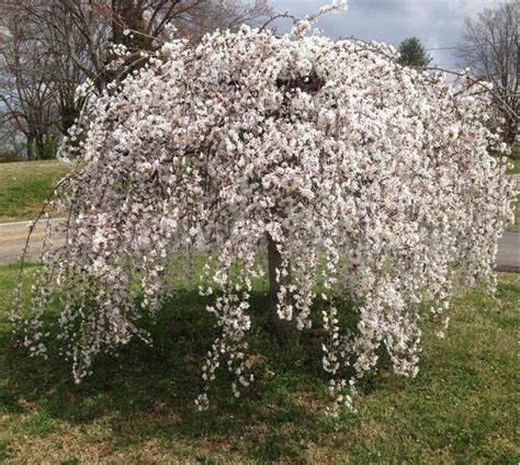 Best Ornamental Trees For Small Gardens Direct Plants