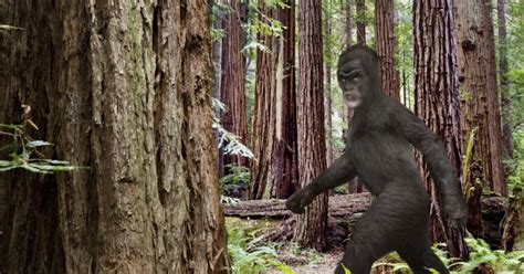 Does Bigfoot Exist Huffpost Uk News