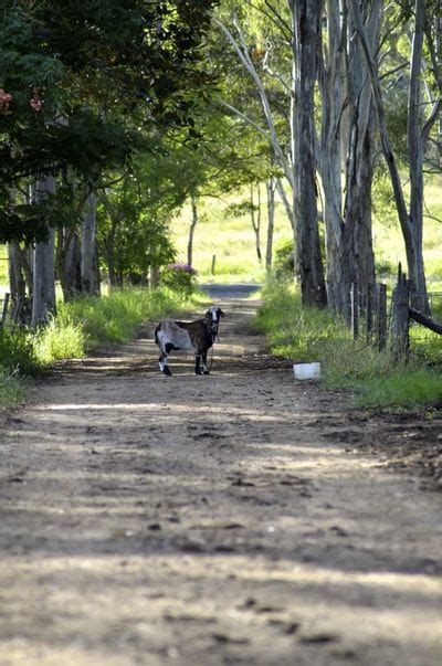 Two Goats Walking Down A Dirt Road In The Middle Of A Wooded Area With