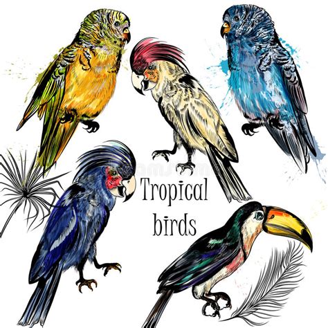 Vector Collection Of Tropical Birds Hand Drawn In Watercolor Stock