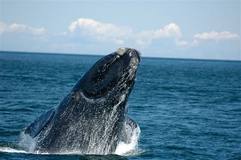 Ab august kann man mit fishing: Already on Brink, Right Whales Are Pushed Closer to the ...