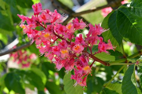 Try A Flowering Tree In Your Yard For Visual Impact