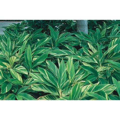 In Variegated Ginger Lily L7681 At
