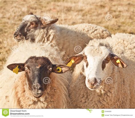 Sheep Stock Image Image Of Cattle Animals Field Domestic 23490381