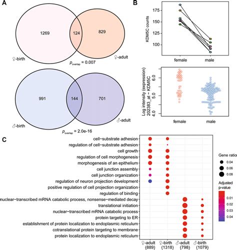 Comparing The Sex Differences In Adults And At Birth A Venn Diagrams