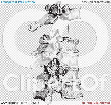 Dorsal Clipart 20 Free Cliparts Download Images On Clipground 2021