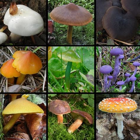 The Secret Of Mushroom Colors Innovations Report