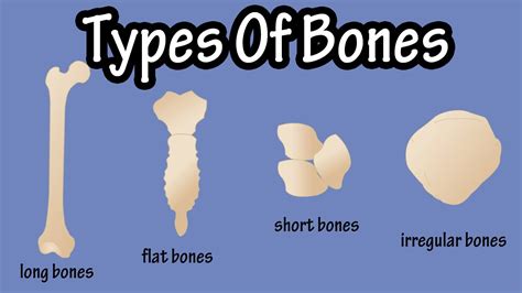 Types Of Bones In The Human Body Long Bones Short Bones Flat