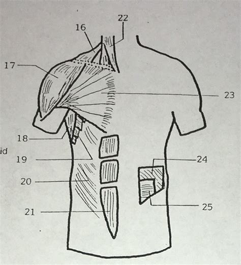 Chest Muscles Diagram Diagram Quizlet