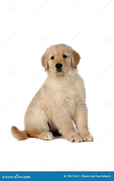 Cute Golden Retriever Puppy Sitting Still Stock Photo Image Of Canine