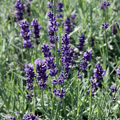 Lavendel Hidcote Blue Native Plants Pflanzenversand