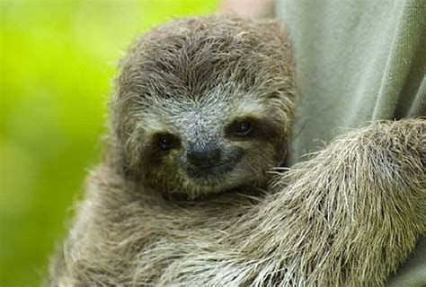 Sloth Facts Animal Facts Encyclopedia