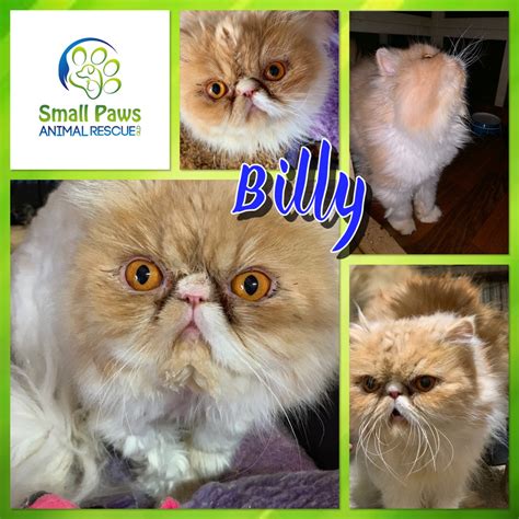 Male persian cats have unique personalities. Billy - Male Persian Cat in QLD - PetRescue
