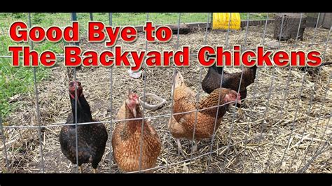 Saying Good Bye To The Backyard Chickens Youtube