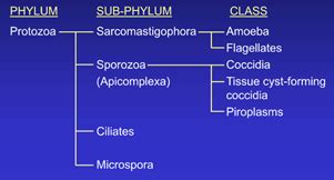 Protozoa Flashcards Quizlet