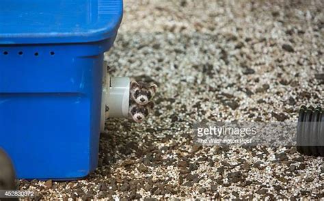 Black Footed Ferrets Photos Et Images De Collection Getty Images