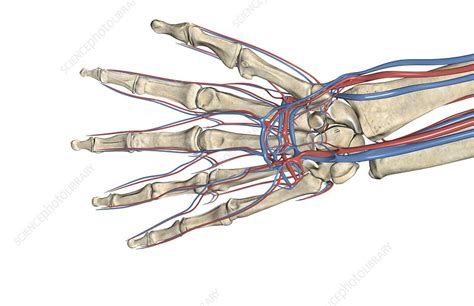 The Blood Vessels Of The Hand Stock Image C0082052 Science Photo