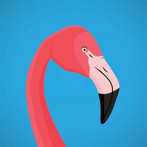 Flamingo Head Clip Art Vector Images And Illustrations Istock