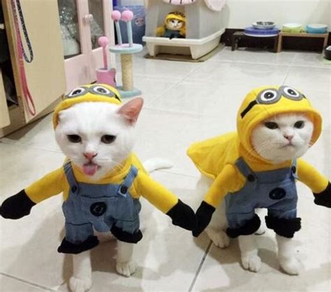 20 Cat Costumes For Halloween 2017