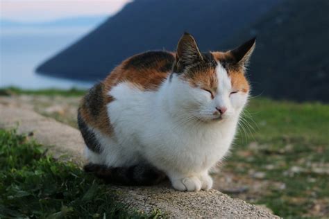 Calico Cat Facts With Pictures