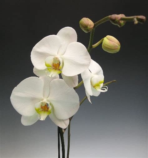 More Orchids For Mothers Day Orchidaceous Orchid Blog