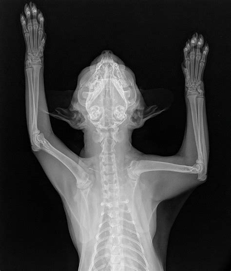 Cat X Ray Odditiesmacabrestrange Animal Skeletons Cats Radiology