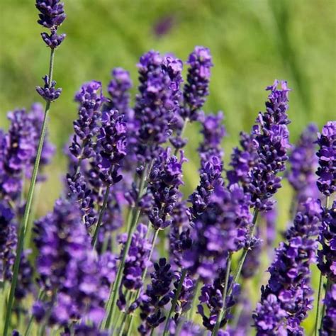 100 English Lavender Seeds Organic Nongmo Hand Picked Bio Etsy