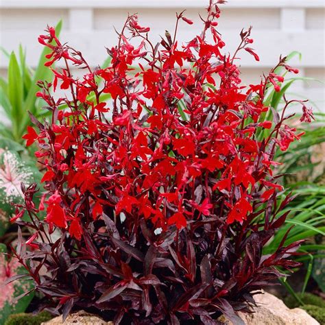 Check spelling or type a new query. Cardinal Flower Compliment Deep Red | Shade perennials ...