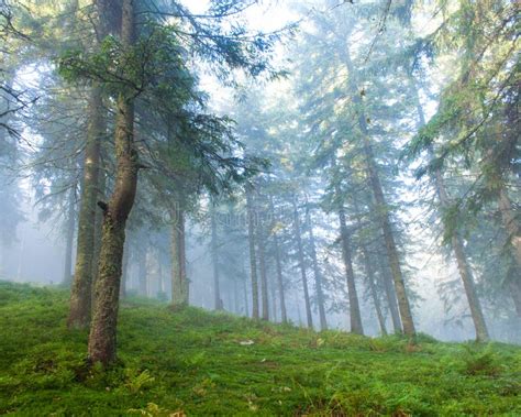 Pine Forest On A Foggy Morning Stock Photo Image Of Branches Dawn