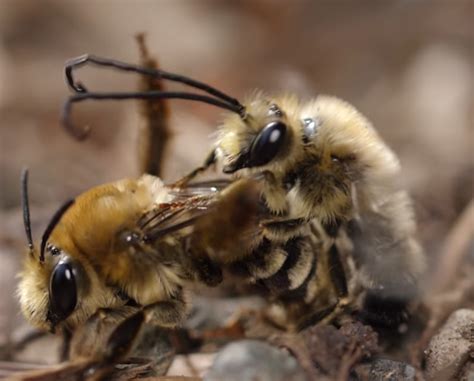 Macro Photography Shows Long Horned Bee Mating Behavior