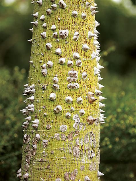 Ceiba Speciosa Silk Floss Tree Caribbean Hotels Garden Design