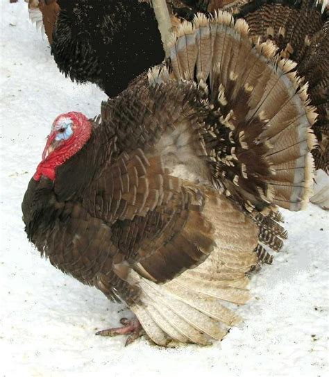 Blue Red Bronze Porters Rare Heritage Turkeys With Images