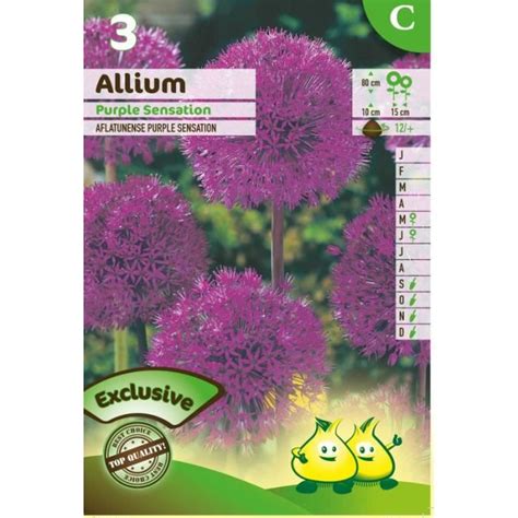 Bulbe Allium Purple Sensation X Cdiscount Jardin