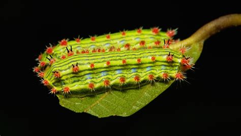 Wallpaper Caterpillar Larva Insect Invertebrate Macro Photography