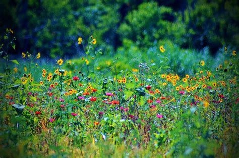 Wildflowers Photograph By Cynthia Guinn Pixels