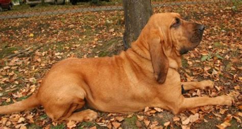 bloodhound dog breed complete guide az animals
