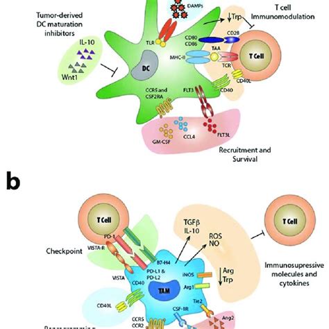 Cross Talk Between Tumor Microenvironment Innate Immunity T Cell A