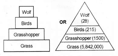 Plus Two Botany Chapter Wise Previous Questions Chapter Ecosystem