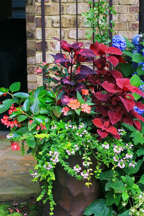 Part Shade Container Combines Both Blooms And Leaves For