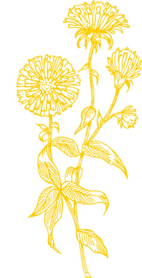 Yellow Aster Clip Art At Vector Clip Art Online Royalty