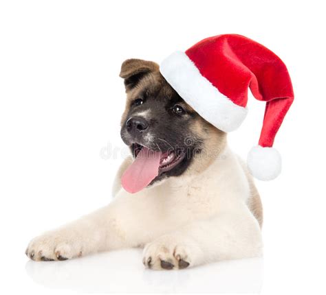 Young White And Red Akita Inu Dog Puppy Stock Image
