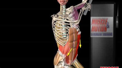 External Oblique Anatomy And Movement Youtube