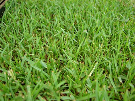The 2 Best Types Of Grass To Plant In Kansas City