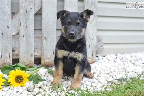 They are obedient and easy to train, which makes them excellent dogs for. German Shepherd puppy for sale near Cleveland, Ohio ...