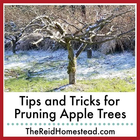 Tips On How To Prune Apple Trees On The Homestead With Video